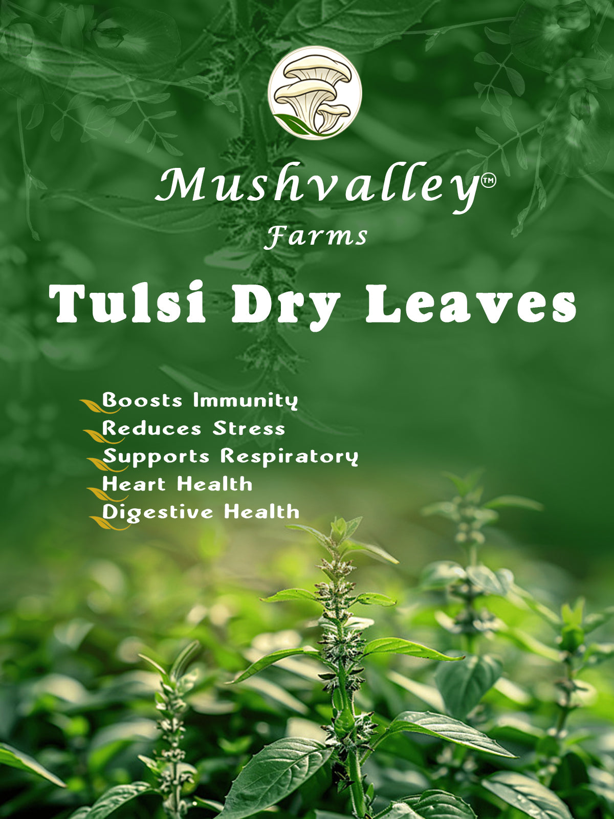 Dry Tulsi Leaves