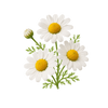 Pure chamomile flowers.