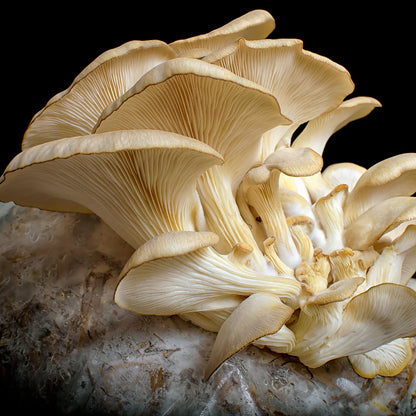 Dried Oyster Mushroom